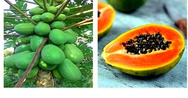 Dwarf Hawaiian Solo Sunrise Strawberry Papaya Tree 20 Seeds Carica Fruit Plant - £17.68 GBP