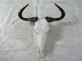 Deer Skull - Real Wildebeest Skull African Antelope Polished Wildebeest ... - £156.99 GBP