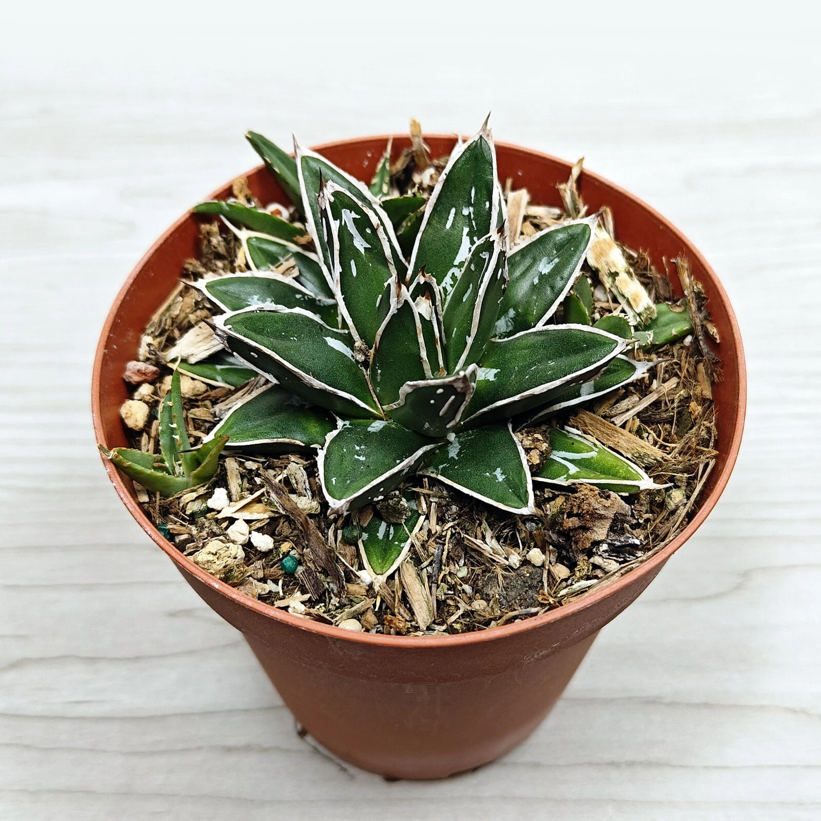 Succulent - Agave Victoriae Reginae - Live Plant In 4&quot; Pot - $26.86