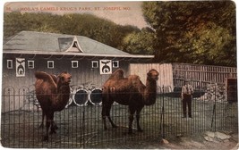 Moila&#39;s Camels Krug&#39;s Park, St. Joseph, Missouri, vintage post card 1911 - £11.98 GBP