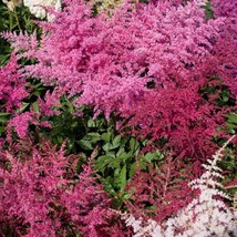 Astilbe Seeds Astilbe Arendsii Bunter Flower Seed 2000 Seeds USA Fast Shipping - $19.99