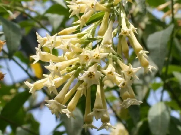 Cestrum Parqui Palqui Green Cestrum Willow Leaved Jessamine 10 Seeds Garden - $26.08