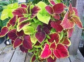 100 PCS Seeds Rainbow Mixed Coleus - $10.74