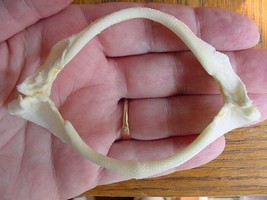SJ410-10) 3&quot; Smooth hound Grey SHARK jaw teeth Mustelus californicus tax... - $19.62