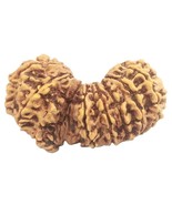 Rare Collector Size 17 Mukhi Gauri Shankar Rudraksha - 36.30 mm - IGL Ce... - $2,920.43 CAD
