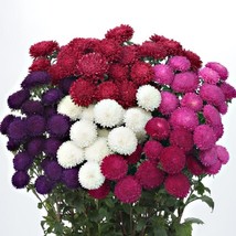 US Seller 100 Aster Seeds Aster Bonita Mix Cut Flower Seeds Fast Shipping - £17.07 GBP