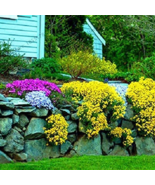 Creeping Thyme Seeds Yellow Rock Cress Perennial Ground cover flower - 1... - $6.81