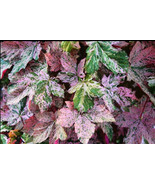 Acer pseudoplatanus 'Eskimo Sunset' 1-2 ft tall bare root grafted plant - $65.00