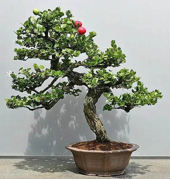 15 Plum Fruit Bonsai Tree Seeds For Planting Prunus Americana Usa Seller - £15.86 GBP