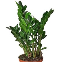 ZZ Plant Live Indoor Houseplant Zamioculas Zamiifolia 6 in Planter Pot E... - $39.95