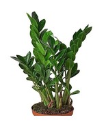 ZZ Plant Live Indoor Houseplant Zamioculas Zamiifolia 6 in Planter Pot Easy Care - $39.95