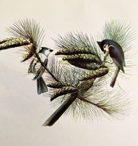 Tufted Titmouse Bird Lithograph 1950 Audubon Antique Art Print DWP6A - $13.50