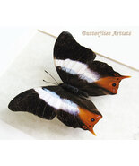 Violet Banded Palla Violinitens Real Butterfly Framed Entomology Shadowbox - €51,93 EUR Violet Banded Palla Violinitens Real Butterfly Framed Entomology Shadowbox - €51,93 EUR