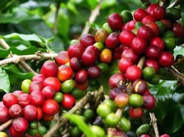 10 Original Packs, Coffee Bean Seeds, ARABICA COFFEE Plant (Coffea Catura Arabic - £23.65 GBP