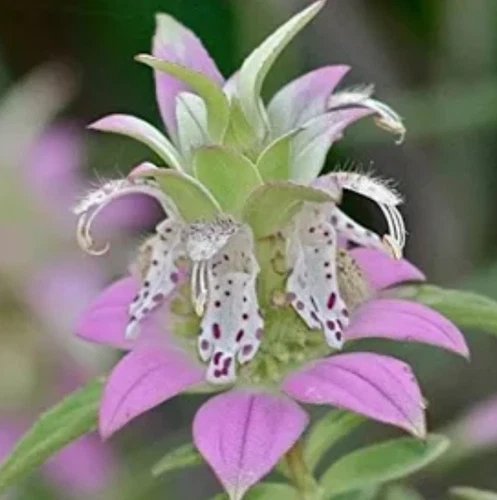 300 Seeds Bee Balm Spotted Hummingbirds Seeds Non-GMO - $130.18 MXN