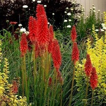 Grow In US 25 Bright Red Hot Poker Seeds Torch Lily Flower Kniphofia Uvaria Pere - £8.61 GBP