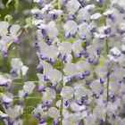 Japanese Wisteria Seeds Vine Climbing Flower Perennial Seed 5 Seeds - $5.98