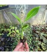 1 Double Mahoi Banana Plant Edible Double Headed Dwarf Cavendish Starter... - $25.60