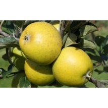 25+ American Mother Apple Seeds – Grow Heritage Apples at Home - $16.50