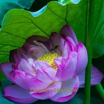 1 Seeds &#39;Bathing Beauty&#39; Pink Lotus Flower Water Lily Flower Aquatic Plants Gard - $7.22