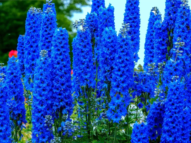 Blue Delphinium Flower Seeds 100+ Seeds Grow Stately Delphinium Wildflowers - £10.88 GBP