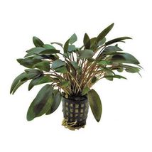 CRYPTOCORYNE WENDTII BROWN 1 POT -Freshwater Aquatic Live Plants SUPER P... - $4.94