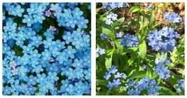 300+ Forget Me Not Seeds Chinese Blue Wildflower Garden Annual - $18.99