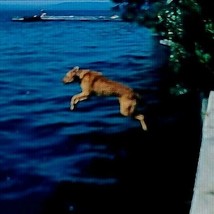 Dog Diving Into Lake Washington Mid Air Flying Dog 35mm Slide Car53 - £7.71 GBP