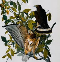 1979 Broad Winged Hawk Color Plate Print Audubon Birds Of America Art F15J - $29.99