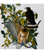 1979 Broad Winged Hawk Color Plate Print Audubon Birds Of America Art F15J - $29.99