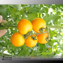 100 Seeds Organic Yellow Truss Tomato Middle-Sized Fruits Tasty Juicy Sweet Gard - $8.22