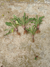 25 Fresh Wild Dandelion (Taraxacum officinale) Plant Tubers - $22.95