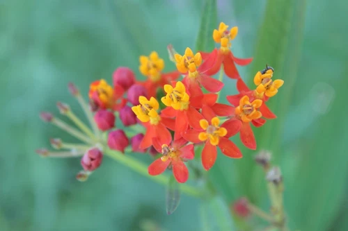 THJAR Asclepias, &#39;Silky Deep Red&#39; 25 seed, perennial - €4,11 EUR