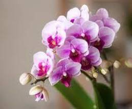 Phalaenopsis Purple Pink Butterfly Orchid Bonsai, 10 Seeds, home garden - £6.91 GBP