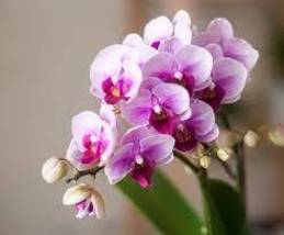 Phalaenopsis Purple Pink Butterfly Orchid Bonsai, 10 Seeds, home garden - £6.59 GBP