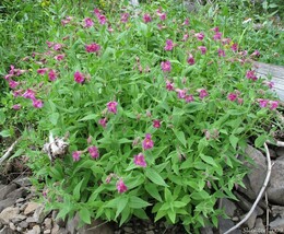 401+Monkey Flower Seeds Native Perennial Wildflower Shade Garden Patio C... - $8.99