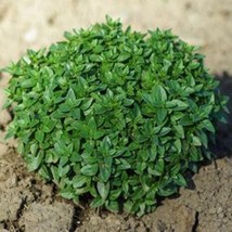 New Fresh Seeds Basil Dwarf Greek - £12.33 GBP