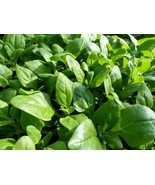 SRN New Zealand Spinach Seeds Bulk Non-Gmo Heirloom Garden - $7.85