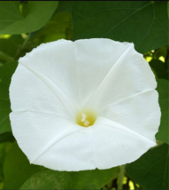 20-22 Seeds Morning Glory Pearly Gates Ivory Gmo Heirloom - £7.67 GBP