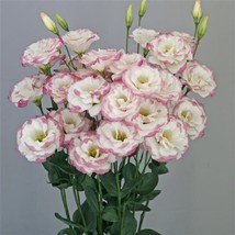 LISIANTHUS SEEDS MEGALO PINK EDGE 25 PELLETED SEEDS CUT FLOWER SEEDS - £18.70 GBP