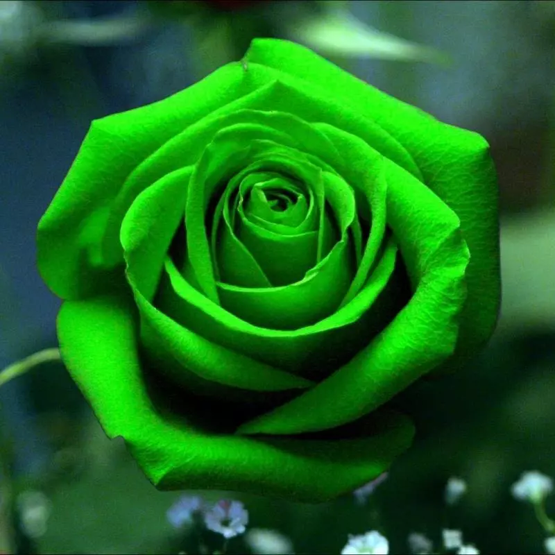 SG 20 Seeds Bright Green Rose Rose Bush - £5.49 GBP