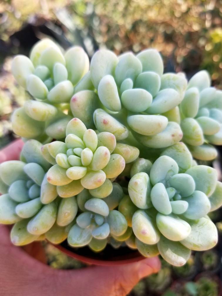 Sedum Clavatum  (4&quot; pot) - $10.99