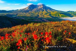 Mt St Helens Wildflowers Washington Photo Picture Print 4X6,5X7, 8X10, 8.5X11 - $9.08+