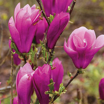 Jane Magnolia Shrub/Tree 12-18&quot; Tall in a Gallon Pot - £50.19 GBP