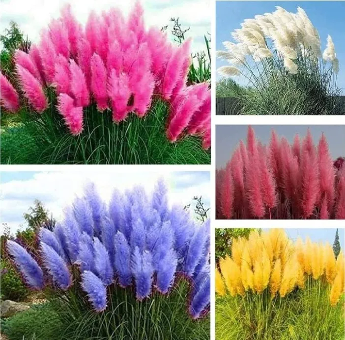 Pampas Grass Seeds Mixture Red Blue Pink Yellow White And Blue 60 + Seeds - £9.16 GBP