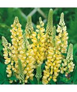 25 Gallery Yellow Lupine Seeds - $11.95 CAD