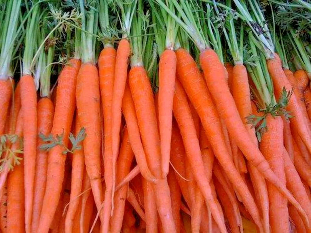 HGBO 401 Tendersweet Carrot Seeds Organic Summer Vegetable Garden Bulk Seeds - $8.72