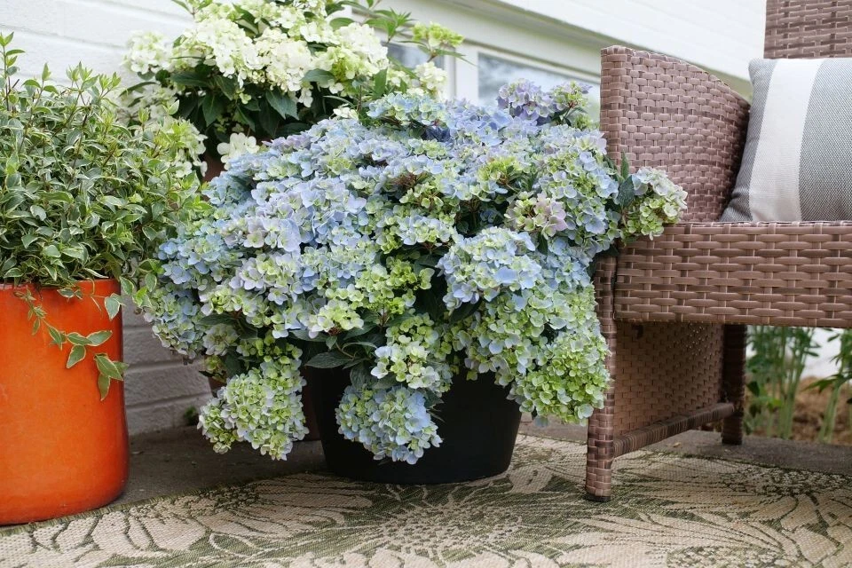 Hydrangea &#39;Fairytrail Fresco&#39; – Plant – 5–7 Inches – 3x4 Inch Pot - $36.00