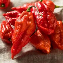 Hot Pepper Bhut Jolokia Or Red Ghost, 25 Seeds R - $18.35