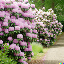ArfanJaya 50 Lgt. Pink Azalea Rosebay Seeds (Rhododendron Maximum) Perennial Flo - £9.75 GBP